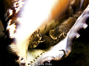 Eyes of a conch 
Nikon D7000 105 mm Ikelite strobes and ... by Ximena Olds 